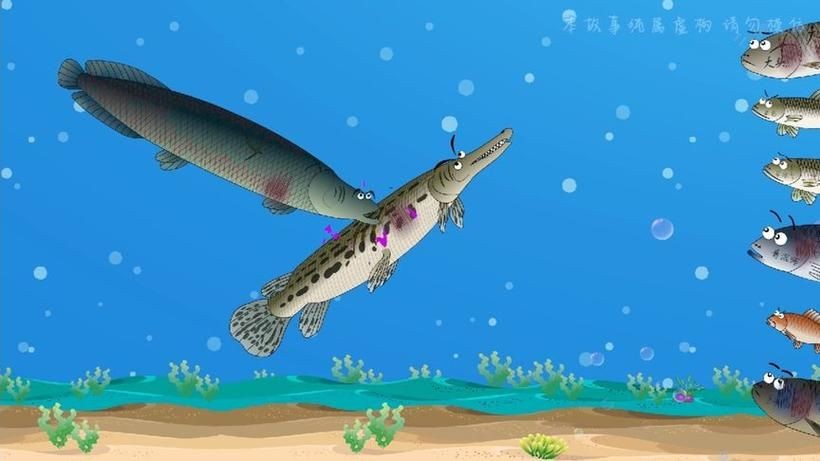 巨骨舌魚(yú)和鱷雀鱔的圖片，巨骨舌魚(yú)與鱷雀鱔同框，罕見(jiàn)雙雄