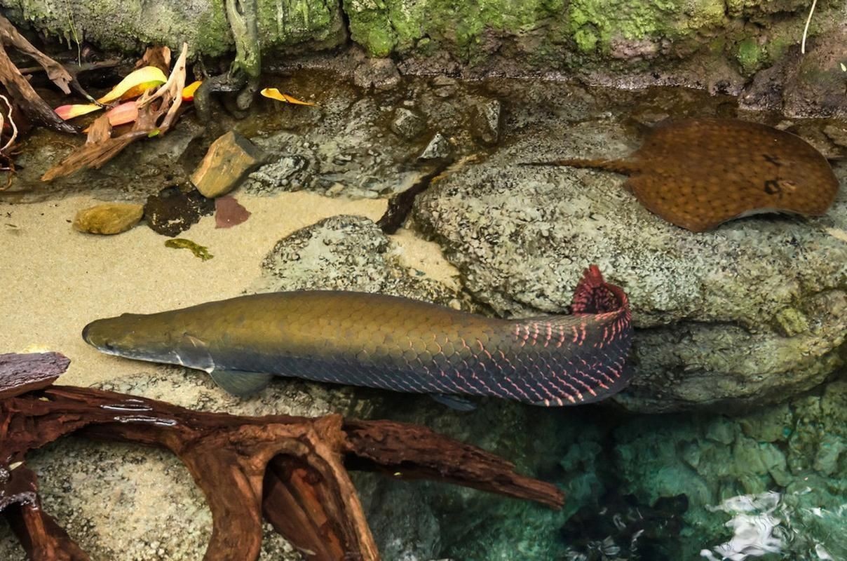 巨骨舌魚(yú)和鱷雀鱔的圖片，巨骨舌魚(yú)與鱷雀鱔同框，罕見(jiàn)雙雄