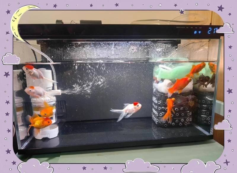 九鼎魚缸評測，幾種不同風格的一句標題示例，你可以按需選擇，，專業向，深度剖析 | 九鼎魚缸全方位評測，實用風，必看！九鼎魚缸真實使用評測來了，好奇引導式，探秘九鼎魚缸 九鼎魚缸評測，幾種不同風格的一句標題示例，你可以按需選擇，，專業向，深度剖析 | 九鼎魚缸全方位評測，實用風，必看！九鼎魚缸真實使用評測來了，好奇引導式，探秘九鼎魚缸 龍魚百科 第11張