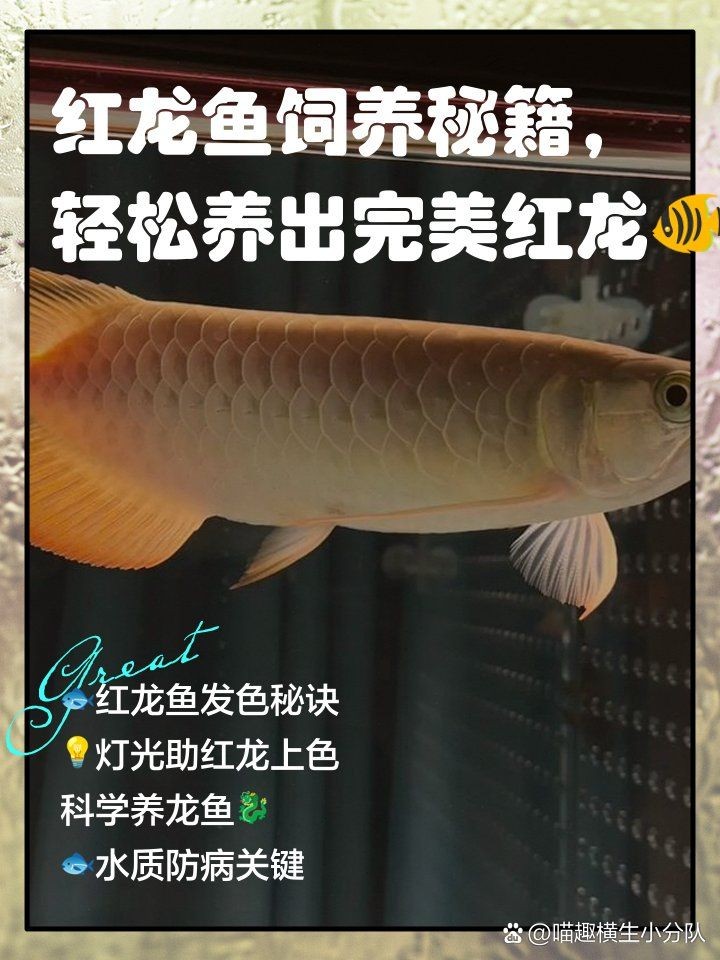 養(yǎng)紅龍的10忌，龍飼養(yǎng)