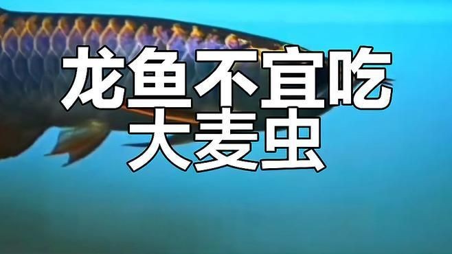 號半龍魚最忌三種食物，龍魚忌食三物，養者必