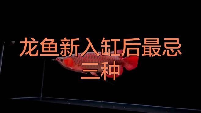 號半龍魚最忌三種食物，龍魚忌食三物，養者必