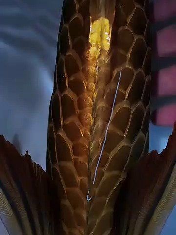 古典金龍魚vs祥龍魚場景介紹，幾種不同風格的一句短標題供你參考，，古典金龍魚與祥龍魚驚艷對決場景揭秘，邂逅古典金龍魚、祥龍魚奇幻場景，古典金龍魚VS祥
