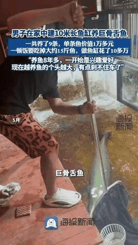 巨骨舌魚咬人疼嗎，骨舌魚咬人究竟有多疼？