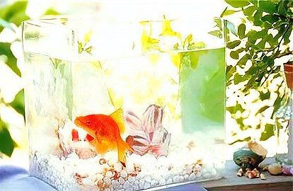 養(yǎng)魚放三處最旺家 養(yǎng)魚放三處最旺家 龍魚百科 第11張