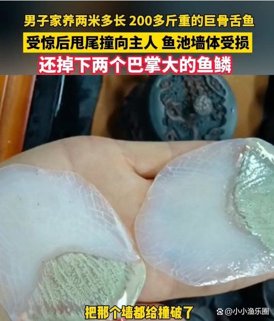 巨骨舌魚咬人疼嗎，骨舌魚咬人究竟有多疼？