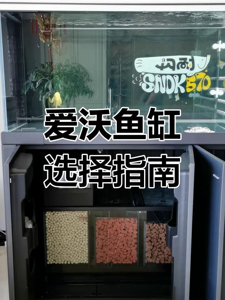 久鼎水族魚缸是正規品牌嗎，久鼎水族魚缸，正規與否探 久鼎水族魚缸是正規品牌嗎，久鼎水族魚缸，正規與否探 龍魚百科 第5張
