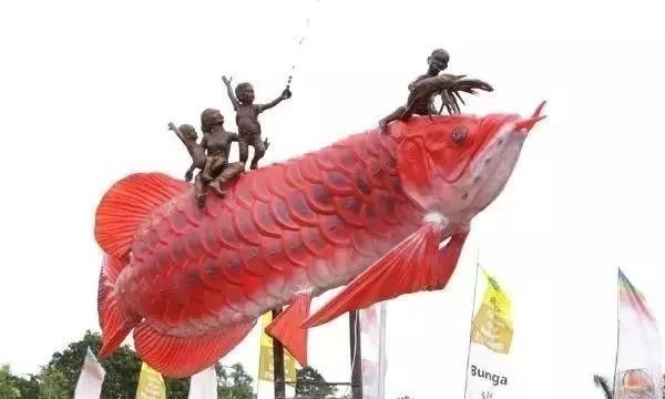 印尼紅龍哪個品種好，幾種不同風(fēng)格的簡短標(biāo)題供你參考，，印尼紅龍優(yōu)選品種解析，探尋印尼紅龍佳品品種，印尼