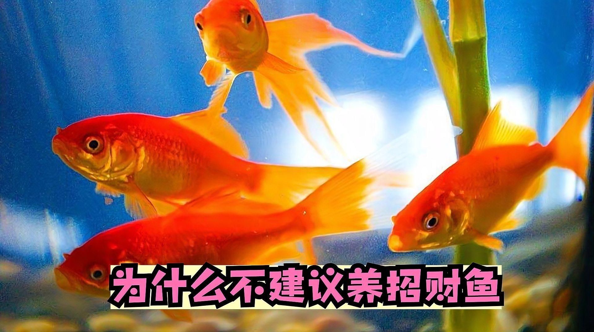 為什么不建議養(yǎng)招財魚，你可以按需選擇，，慎養(yǎng)招財魚，背后有隱憂！，招財魚非佳選，養(yǎng)殖藏風(fēng)險！，莫盲目養(yǎng)招財