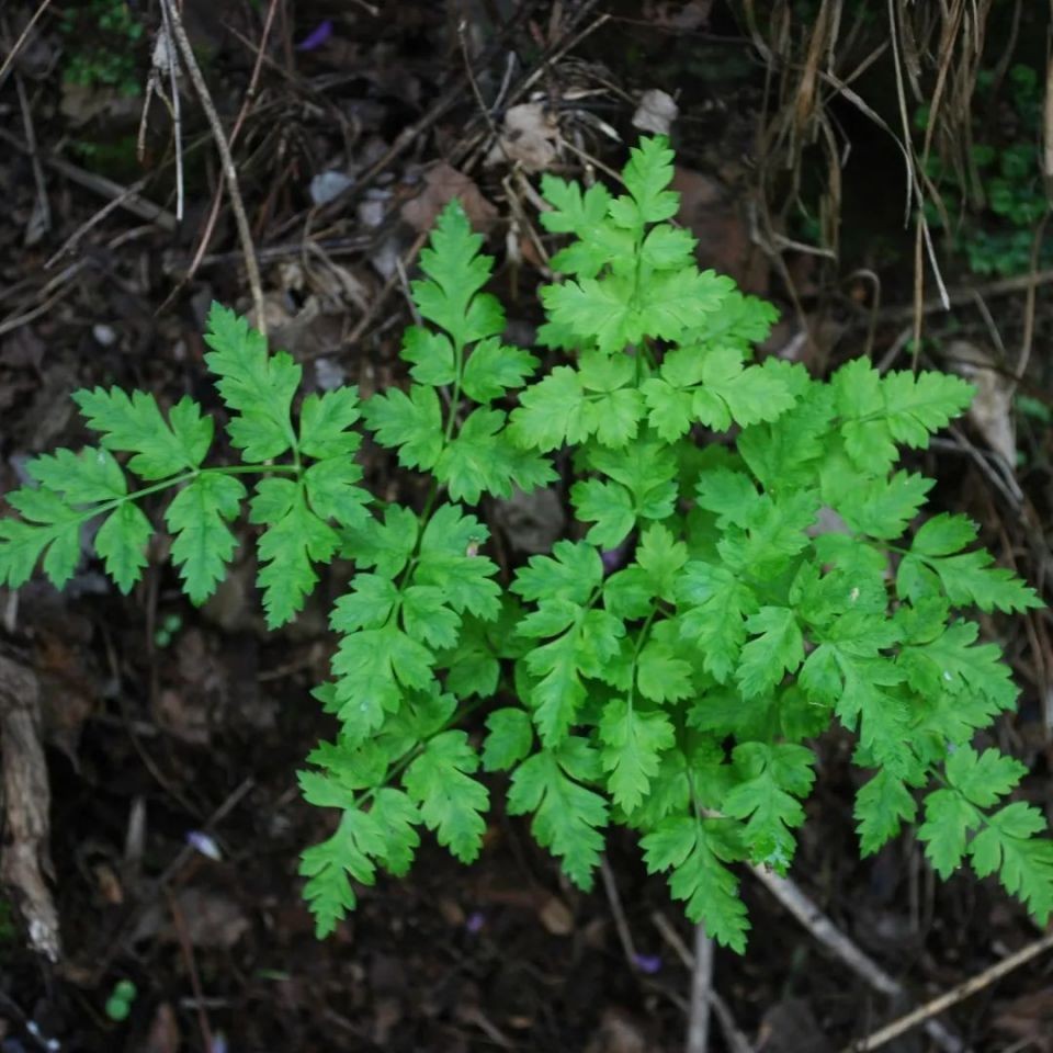 60的缸能養龍魚嗎，0缸能否養龍