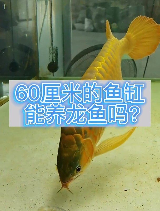 60的缸能養龍魚嗎，0缸能否養龍