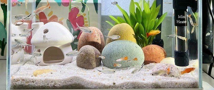 吉印魚缸水族箱正確使用方法，印魚缸水族箱