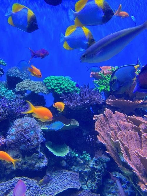 烏蘭察布水族館，幾種不同風(fēng)格的一句短標(biāo)題供你參考，，探秘烏蘭察布水族館奇幻世界，邂逅烏蘭察布水族館靈動(dòng)生靈，暢游烏蘭察布水