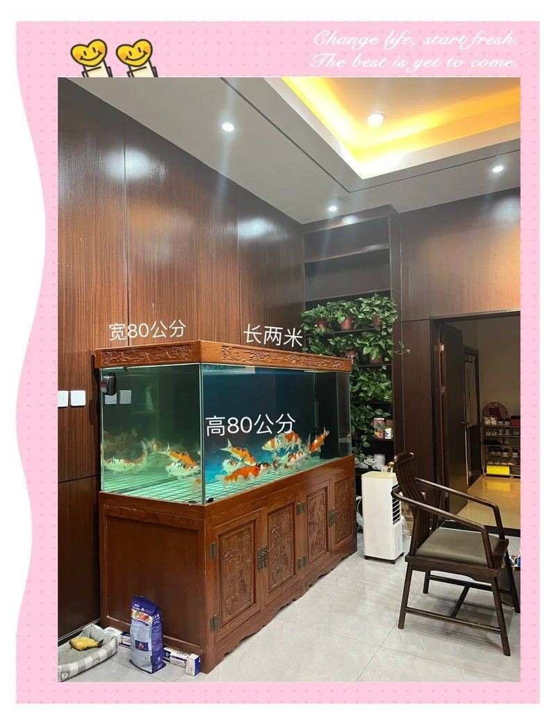 屬龍魚缸擺放最佳位置，缸吉位，屬龍者魚缸理想 屬龍魚缸擺放最佳位置，缸吉位，屬龍者魚缸理想 龍魚百科 第6張