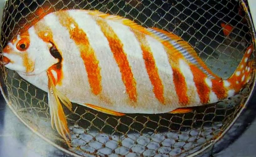 假三刀魚(yú)圖片，幾種不同風(fēng)格的一句短標(biāo)題供你參考，，趣觀假三刀魚(yú)圖鑒，邂逅假三刀魚(yú)影像，聚焦假三刀魚(yú)美圖