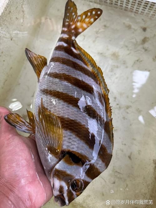 假三刀魚(yú)圖片，幾種不同風(fēng)格的一句短標(biāo)題供你參考，，趣觀假三刀魚(yú)圖鑒，邂逅假三刀魚(yú)影像，聚焦假三刀魚(yú)美圖