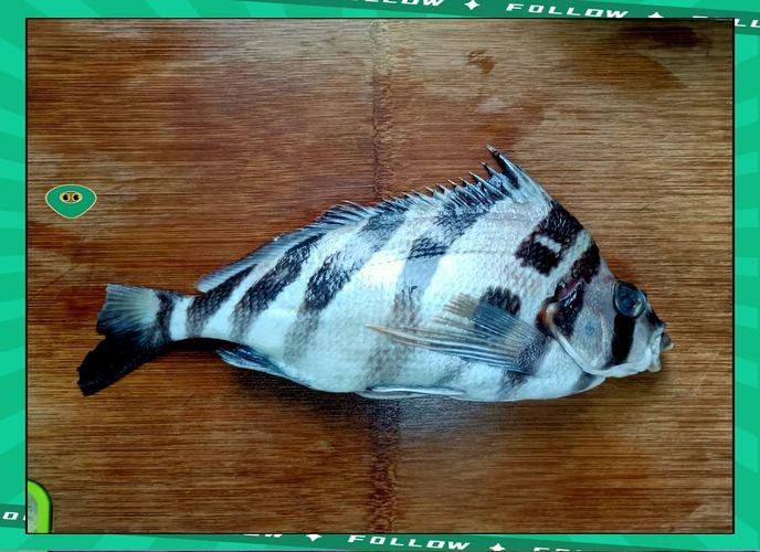 假三刀魚(yú)圖片，幾種不同風(fēng)格的一句短標(biāo)題供你參考，，趣觀假三刀魚(yú)圖鑒，邂逅假三刀魚(yú)影像，聚焦假三刀魚(yú)美圖