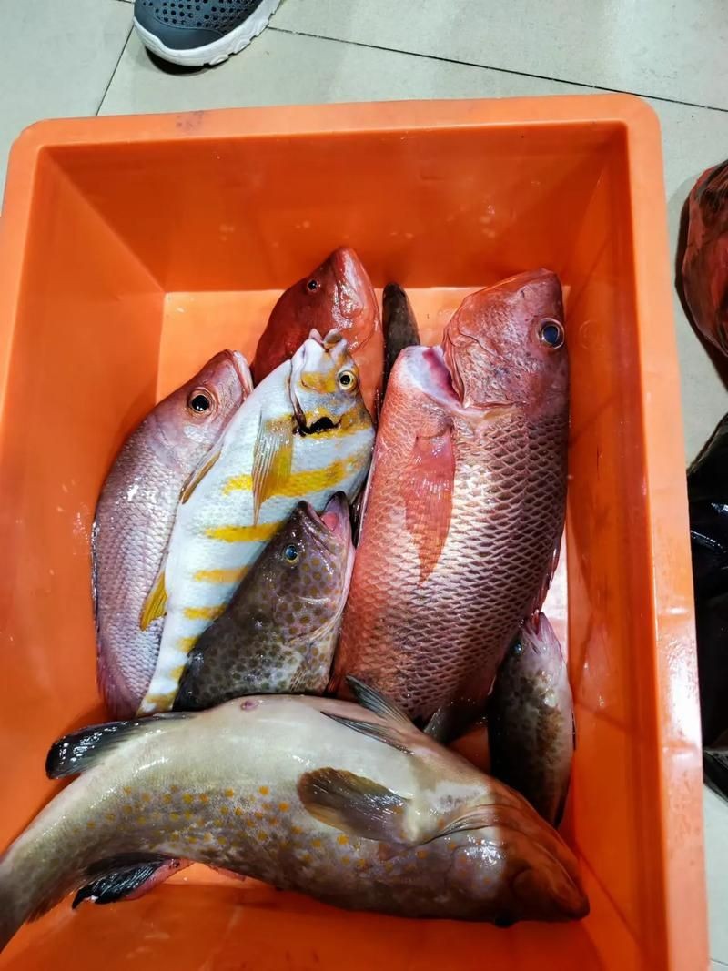 假三刀魚(yú)圖片，幾種不同風(fēng)格的一句短標(biāo)題供你參考，，趣觀假三刀魚(yú)圖鑒，邂逅假三刀魚(yú)影像，聚焦假三刀魚(yú)美圖