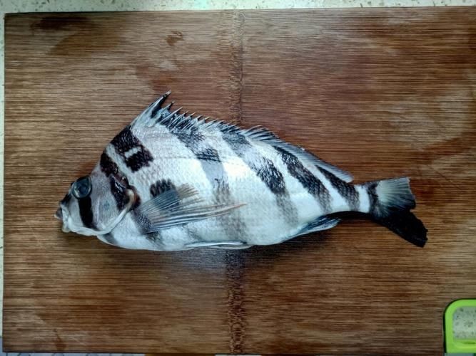 假三刀魚(yú)圖片，幾種不同風(fēng)格的一句短標(biāo)題供你參考，，趣觀假三刀魚(yú)圖鑒，邂逅假三刀魚(yú)影像，聚焦假三刀魚(yú)美圖