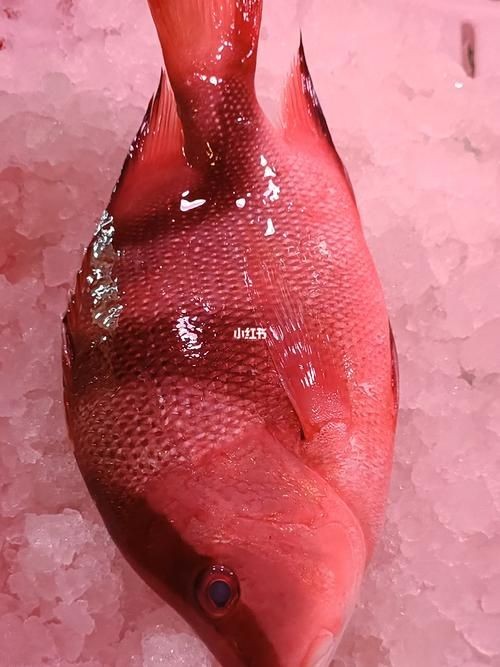 假三刀魚(yú)圖片，幾種不同風(fēng)格的一句短標(biāo)題供你參考，，趣觀假三刀魚(yú)圖鑒，邂逅假三刀魚(yú)影像，聚焦假三刀魚(yú)美圖