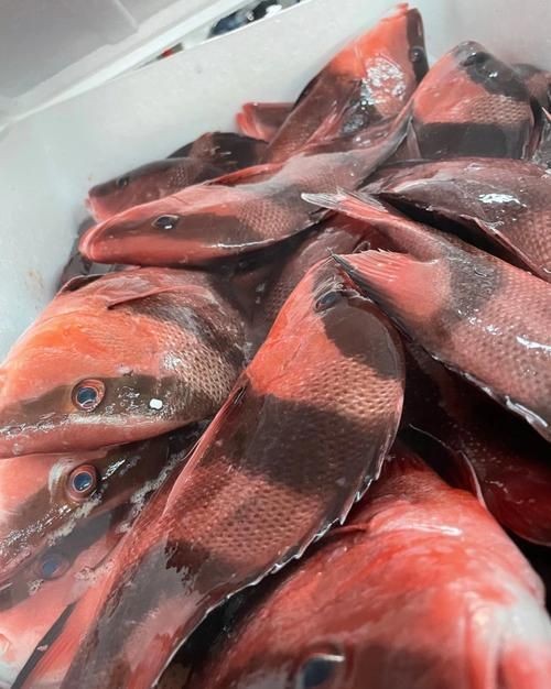 假三刀魚(yú)圖片，幾種不同風(fēng)格的一句短標(biāo)題供你參考，，趣觀假三刀魚(yú)圖鑒，邂逅假三刀魚(yú)影像，聚焦假三刀魚(yú)美圖