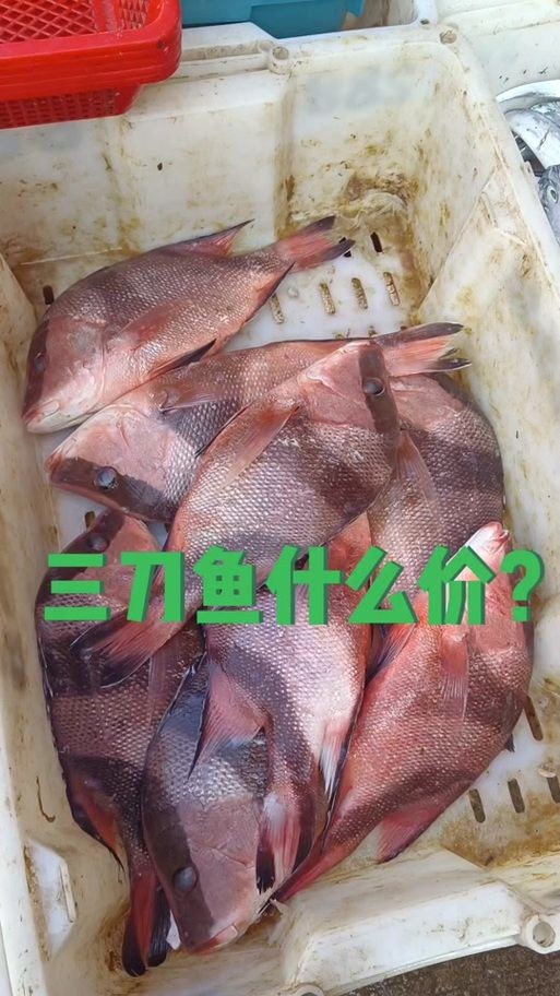 假三刀魚(yú)圖片，幾種不同風(fēng)格的一句短標(biāo)題供你參考，，趣觀假三刀魚(yú)圖鑒，邂逅假三刀魚(yú)影像，聚焦假三刀魚(yú)美圖