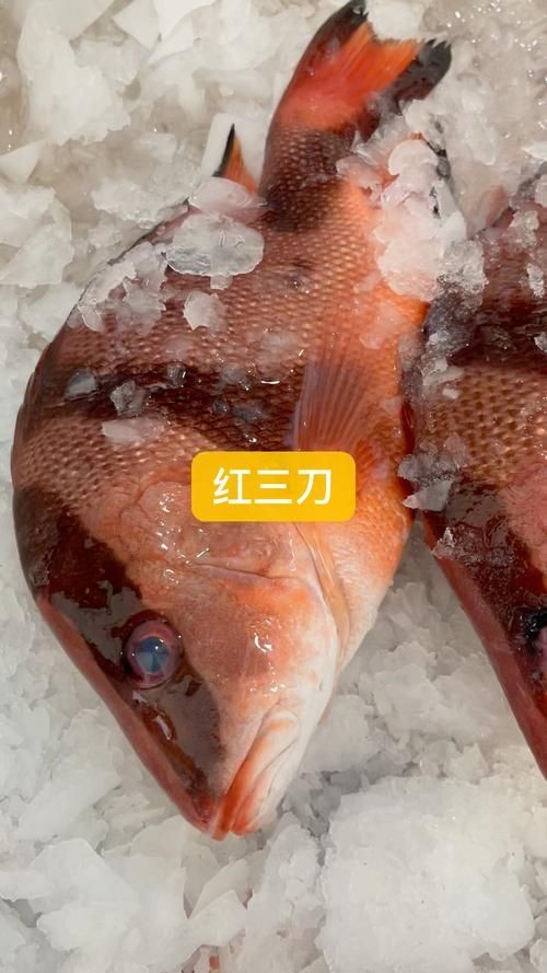 假三刀魚(yú)圖片，幾種不同風(fēng)格的一句短標(biāo)題供你參考，，趣觀假三刀魚(yú)圖鑒，邂逅假三刀魚(yú)影像，聚焦假三刀魚(yú)美圖