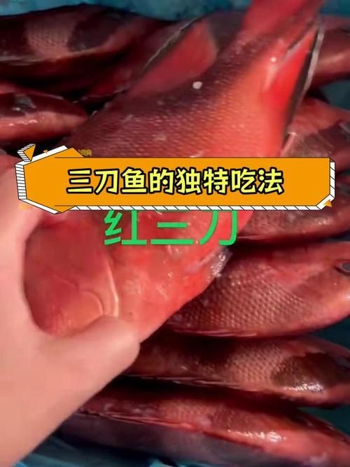 假三刀魚(yú)圖片，幾種不同風(fēng)格的一句短標(biāo)題供你參考，，趣觀假三刀魚(yú)圖鑒，邂逅假三刀魚(yú)影像，聚焦假三刀魚(yú)美圖