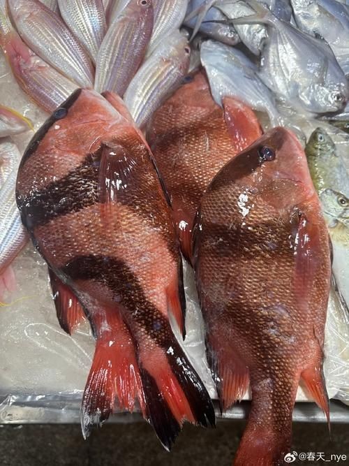 假三刀魚(yú)圖片，幾種不同風(fēng)格的一句短標(biāo)題供你參考，，趣觀假三刀魚(yú)圖鑒，邂逅假三刀魚(yú)影像，聚焦假三刀魚(yú)美圖