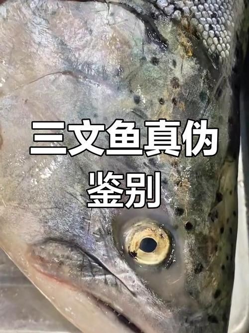 假三刀魚(yú)圖片，幾種不同風(fēng)格的一句短標(biāo)題供你參考，，趣觀假三刀魚(yú)圖鑒，邂逅假三刀魚(yú)影像，聚焦假三刀魚(yú)美圖