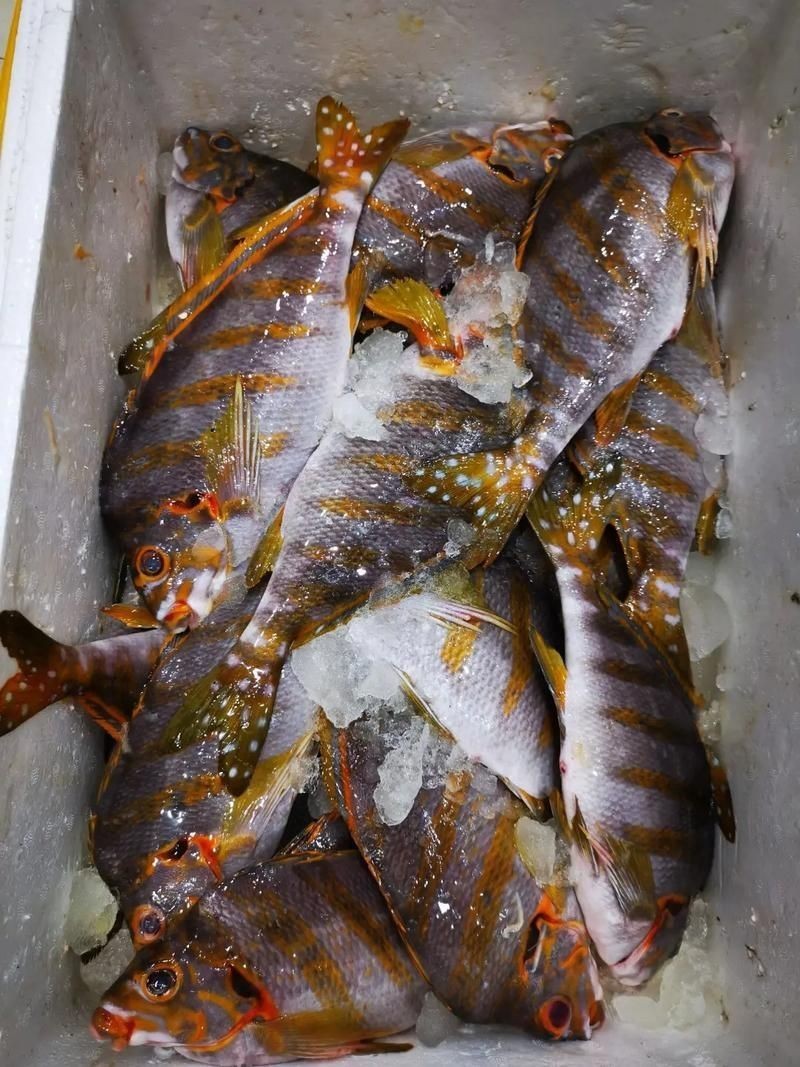 假三刀魚(yú)圖片，幾種不同風(fēng)格的一句短標(biāo)題供你參考，，趣觀假三刀魚(yú)圖鑒，邂逅假三刀魚(yú)影像，聚焦假三刀魚(yú)美圖