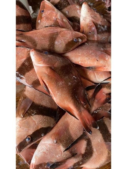 假三刀魚(yú)圖片，幾種不同風(fēng)格的一句短標(biāo)題供你參考，，趣觀假三刀魚(yú)圖鑒，邂逅假三刀魚(yú)影像，聚焦假三刀魚(yú)美圖