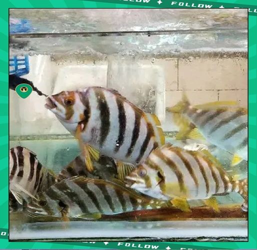 假三刀魚(yú)圖片，幾種不同風(fēng)格的一句短標(biāo)題供你參考，，趣觀假三刀魚(yú)圖鑒，邂逅假三刀魚(yú)影像，聚焦假三刀魚(yú)美圖