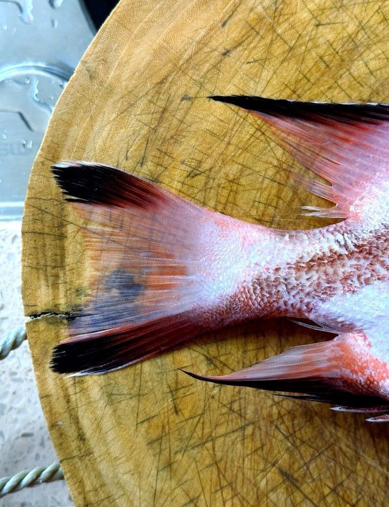 假三刀魚(yú)圖片，幾種不同風(fēng)格的一句短標(biāo)題供你參考，，趣觀假三刀魚(yú)圖鑒，邂逅假三刀魚(yú)影像，聚焦假三刀魚(yú)美圖