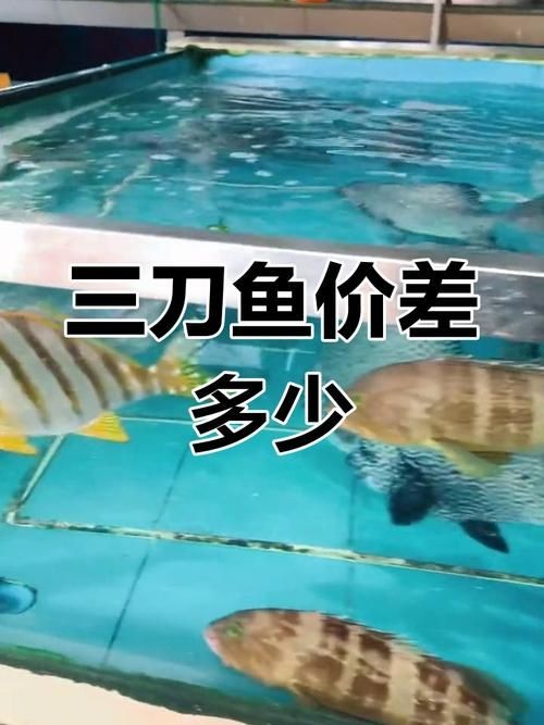 假三刀魚(yú)圖片，幾種不同風(fēng)格的一句短標(biāo)題供你參考，，趣觀假三刀魚(yú)圖鑒，邂逅假三刀魚(yú)影像，聚焦假三刀魚(yú)美圖