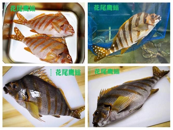 假三刀魚(yú)圖片，幾種不同風(fēng)格的一句短標(biāo)題供你參考，，趣觀假三刀魚(yú)圖鑒，邂逅假三刀魚(yú)影像，聚焦假三刀魚(yú)美圖