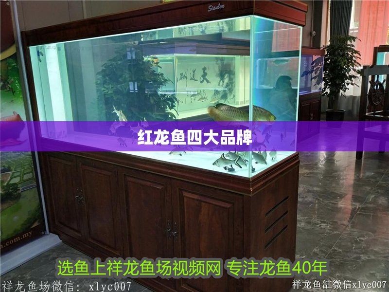 和興四大品牌龍魚，你可以按需選擇，，??和興四大龍魚品牌閃耀登場！，??解鎖和興四大龍魚品牌魅力！，?聚焦和興四大龍魚