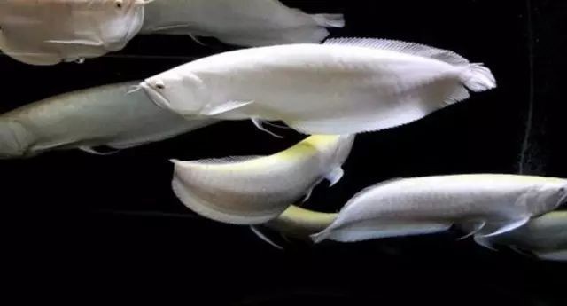 養(yǎng)兩條龍魚(yú)的寓意，龍聚祥，福