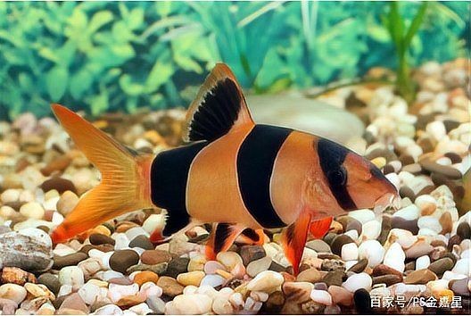 和三間鼠很像是什么魚，似三間鼠的