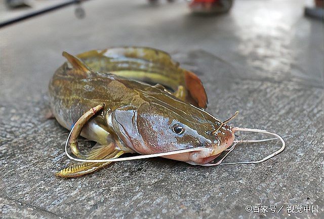 和三間鼠很像是什么魚，似三間鼠的