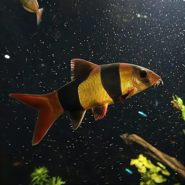 和三間鼠很像是什么魚，似三間鼠的