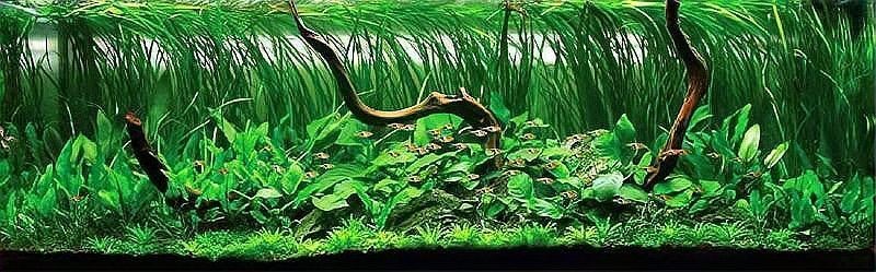 呼和浩特魚缸維護，幾種不同風格的簡短標題示例供你參考，，呼市魚缸養護，呼和浩特缸護指南，呼市