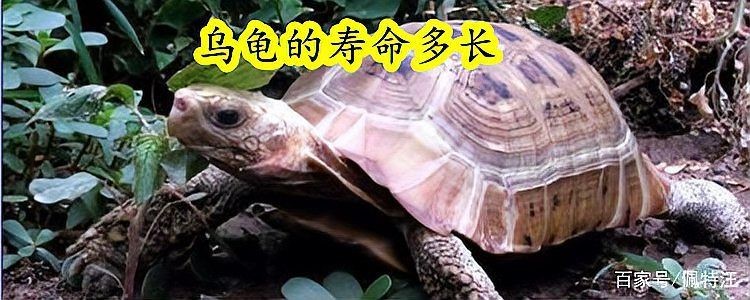 各種烏龜的壽命是多少，壽命大