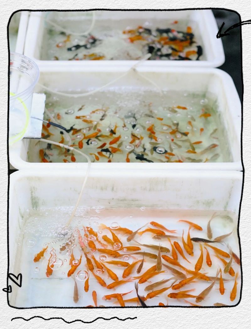 十堰魚缸批發市場，幾種不同風格的1句短標題示例，你可以按需選用，，直白型，十堰魚缸批發集散地，吸睛型，探秘十堰超全魚缸 十堰魚缸批發市場，幾種不同風格的1句短標題示例，你可以按需選用，，直白型，十堰魚缸批發集散地，吸睛型，探秘十堰超全魚缸 全國水族館企業名錄 第5張