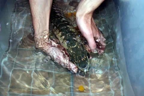 剛出生的龍魚有多大，龍魚