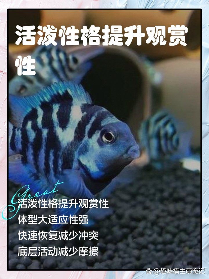 和龍魚一起養的魚，養龍魚的理想搭檔