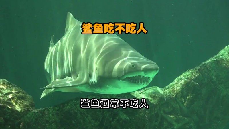 巨齒鯊吃人嗎，你可以按需選擇，，驚！巨齒鯊究竟是否吃人？，探秘，巨齒鯊有無吃人習性？，聚焦，巨齒鯊到底