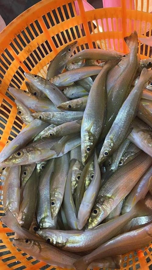 四角龍魚的圖片，幾種不同風(fēng)格的短標(biāo)題示例，你可以按需選用，，驚艷！四角龍魚美圖來襲，速覽，靈動四角龍魚圖鑒，聚焦