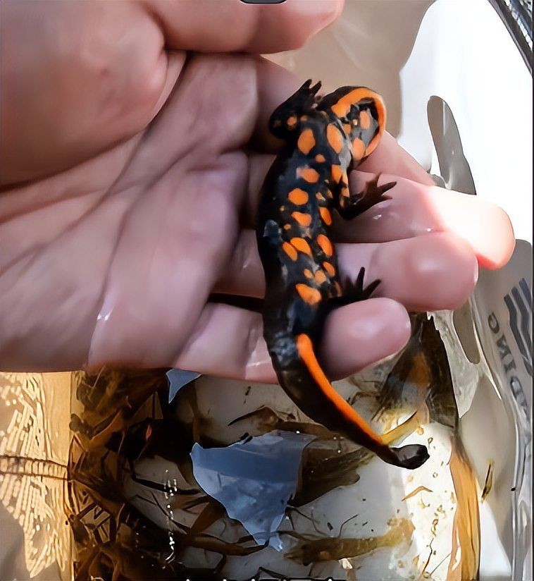 四角龍魚的圖片，幾種不同風(fēng)格的短標(biāo)題示例，你可以按需選用，，驚艷！四角龍魚美圖來襲，速覽，靈動四角龍魚圖鑒，聚焦