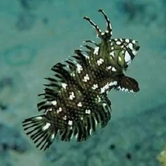 四角龍魚的圖片，幾種不同風(fēng)格的短標(biāo)題示例，你可以按需選用，，驚艷！四角龍魚美圖來襲，速覽，靈動四角龍魚圖鑒，聚焦